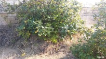 Satılır Torpaq, Sabunçu.r, Maştağa, Koroğlu.m-10