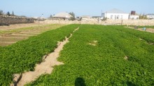 Satılır Torpaq, Sabunçu.r, Bilgəh, Koroğlu.m-2