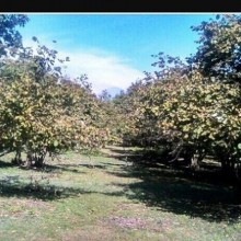 Satılır Torpaq, Qəbələ.ş-2