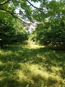 Satılır Torpaq, Qəbələ.ş-6