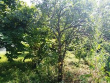 Satılır Torpaq, Qəbələ.ş-8