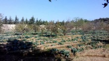 Satılır Torpaq, Sabunçu.r, Maştağa-12
