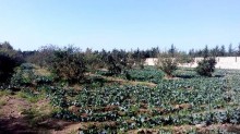 Satılır Torpaq, Sabunçu.r, Maştağa-13