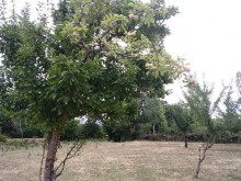 Satılır Torpaq, Qəbələ.ş-7