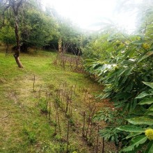 Satılır Torpaq, Qəbələ.ş-7