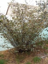 Satılır Həyət evi, Sabunçu.r, Albalı, Koroğlu.m-3