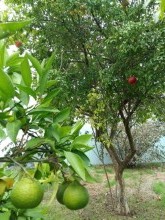 Satılır Həyət evi, Sabunçu.r, Albalı, Koroğlu.m-15