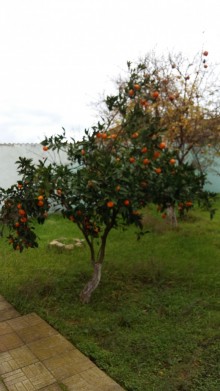 Satılır Həyət evi, Sabunçu.r, Albalı, Koroğlu.m-16