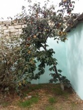 Satılır Həyət evi, Sabunçu.r, Albalı, Koroğlu.m-18