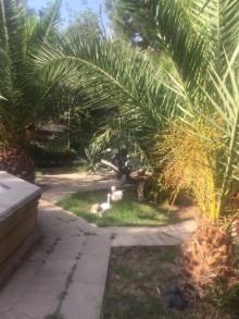Kirayə (Aylıq) Villa, Xəzər.r, Mərdəkan-20