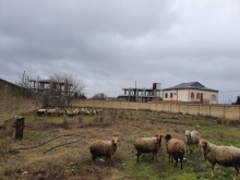 Satılır Torpaq, Xəzər.r, Mərdəkan, Koroğlu.m-2