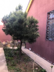 Kirayə (Aylıq) Həyət evi, Xəzər.r, Şüvəlan-20