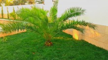 mərdəkan həyət evi almaq, -8
