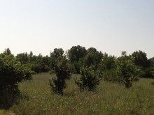 Satılır Torpaq, Qəbələ.ş-7