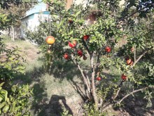 Satılır Həyət evi, Xəzər.r, Zirə-7