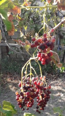 Satılır Həyət evi, Xəzər.r, Zirə-15