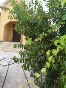 Satılır Həyət evi, Sabunçu.r, Savalan, Koroğlu.m-9
