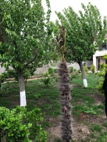 Satılır Villa, Sabunçu.r, Bilgəh-16
