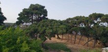 buzovna qəsəbəsində torpaq, -2
