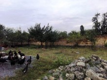 Satılır Torpaq, Qəbələ.ş-3
