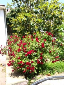 Satılır Həyət evi, Abşeron.r, Hökməli-5