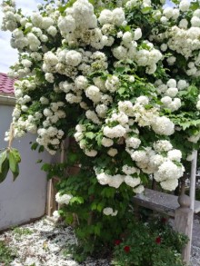 Satılır Həyət evi, Abşeron.r, Hökməli-6