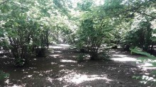 Satılır Torpaq, Qəbələ.ş-8