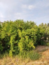 mərdəkan bag evi, -15