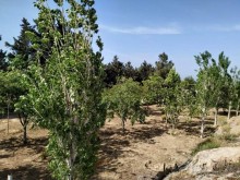 Satılır Villa, Sabunçu.r, Nardaran-12