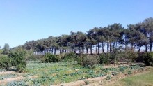 Satılır Torpaq, Sabunçu.r, Maştağa-10
