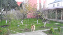 bineqedi heyder mescidi terefde villa evler, -2