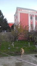 bineqedi heyder mescidi terefde villa evler, -5