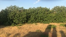 goradil heyet evi elanlari, -2