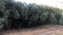 goradil heyet evi elanlari, -10
