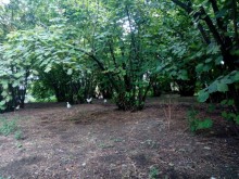 Satılır Həyət evi, Oğuz.ş-2
