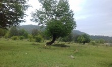 Satılır Torpaq, Qəbələ.ş-1