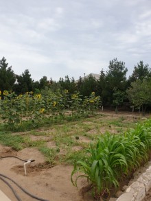 Satılır Həyət evi, Xəzər.r, Buzovna-7