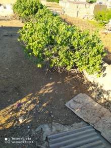 Satılır Torpaq, Sabunçu.r, Savalan, Koroğlu.m-10