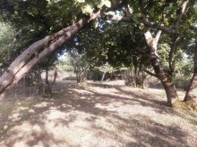 Satılır Torpaq, Qəbələ.ş-4