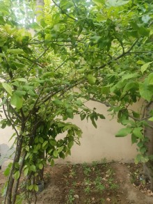 Satılır Həyət evi, Xəzər.r, Mərdəkan-2