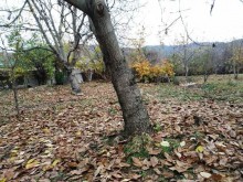 Satılır Torpaq, Qəbələ.ş-2