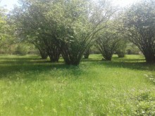 Satılır Torpaq, Qəbələ.ş-1
