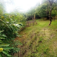 Satılır Torpaq, Qəbələ.ş-7