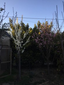 goradil heyet evi satilir, -2