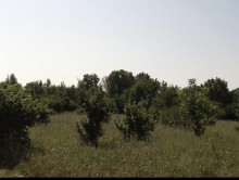 Satılır Torpaq, Qəbələ.ş-2