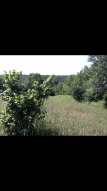 Satılır Torpaq, Qəbələ.ş-9