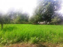 Satılır Torpaq, Qəbələ.ş-5