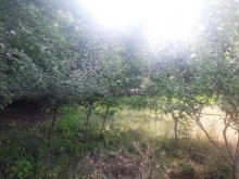 Satılır Torpaq, Qəbələ.ş-6