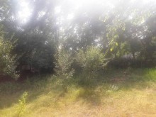 Satılır Torpaq, Qəbələ.ş-8