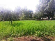 Satılır Torpaq, Qəbələ.ş-11